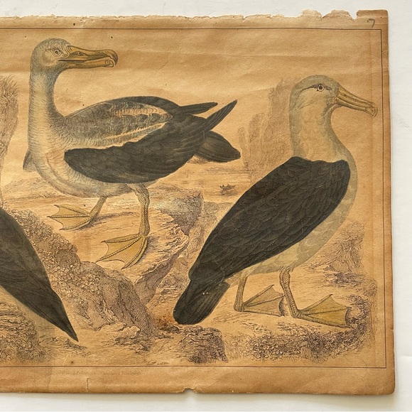 Antique Bird Illustrations - book plate etchings - Picture 6 of 15